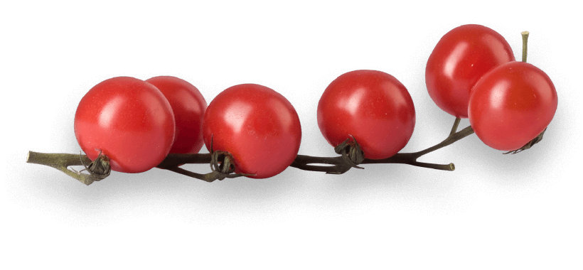 oekoland-unternehmen-historie-tomate-820x380