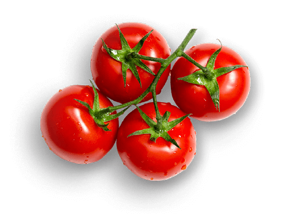 oekoland-verantwortung-tomate-ohne-oe-570x430px